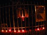 Duma (33)